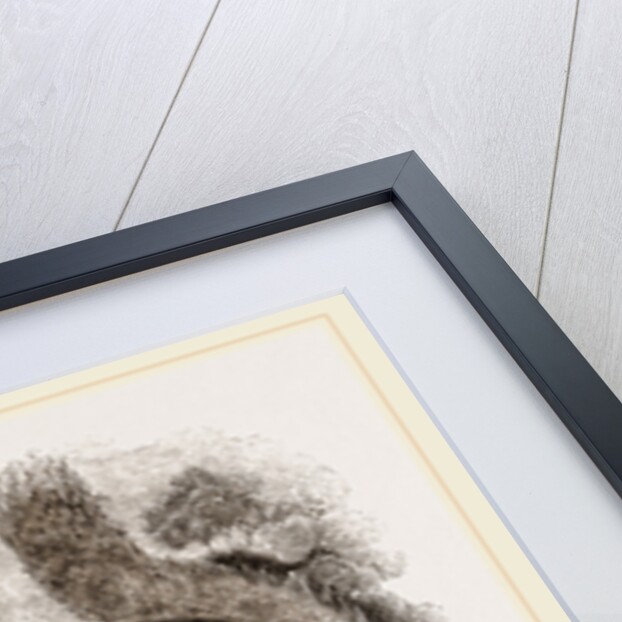 Northern Grey and Black Squirrel by Anonymous