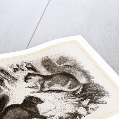 Northern Grey and Black Squirrel by Anonymous