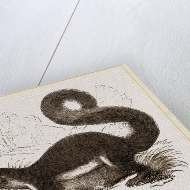 Malabar Squirrel by Anonymous