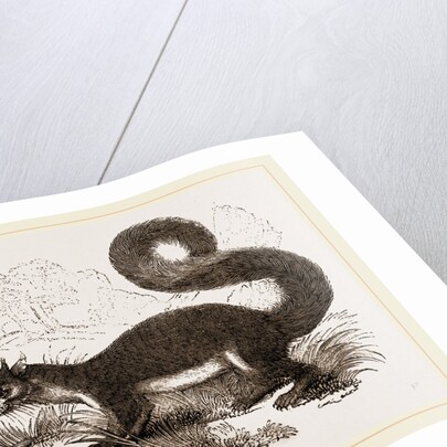 Malabar Squirrel by Anonymous