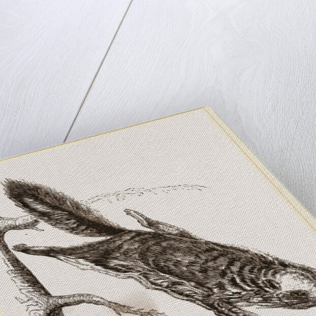 Rocky Mountain Flying Squirrel by Anonymous