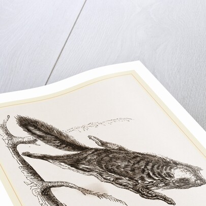 Rocky Mountain Flying Squirrel by Anonymous