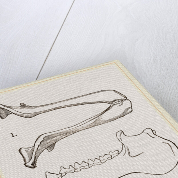 Lower Jaw and Teeth of Galeopithecus Philippinensis by Anonymous
