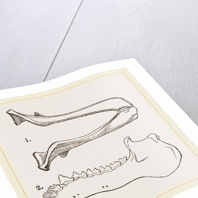 Lower Jaw and Teeth of Galeopithecus Philippinensis by Anonymous