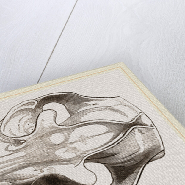 Skull of Galeopithecus Philippinensis by Anonymous