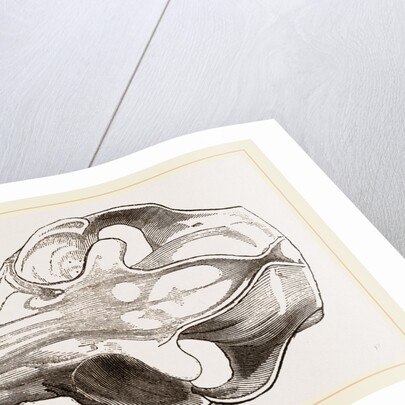 Skull of Galeopithecus Philippinensis by Anonymous