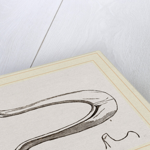 Lower Jaw and Teeth of Galeopithecus Temminckii by Anonymous