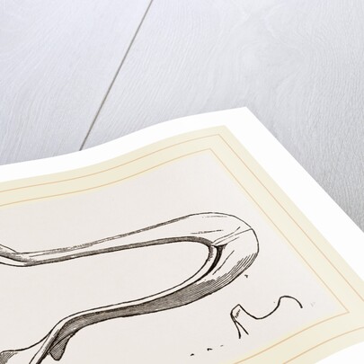 Lower Jaw and Teeth of Galeopithecus Temminckii by Anonymous