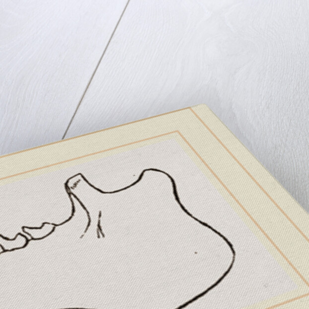 Lower Jaw and Teeth of Galeopithecus Temminckii by Anonymous