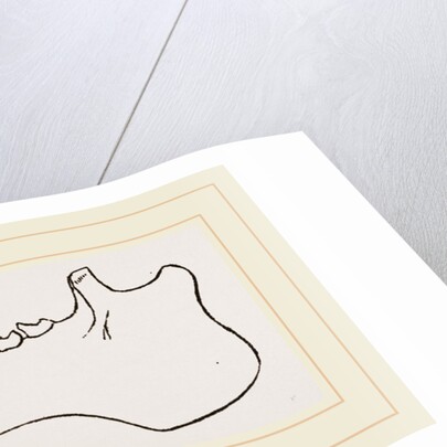 Lower Jaw and Teeth of Galeopithecus Temminckii by Anonymous