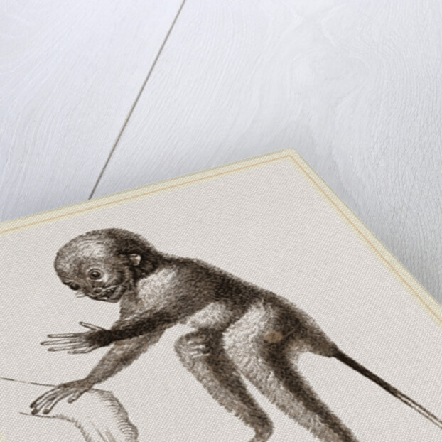 Banca Tarsier by Anonymous