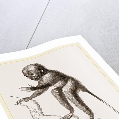 Banca Tarsier by Anonymous