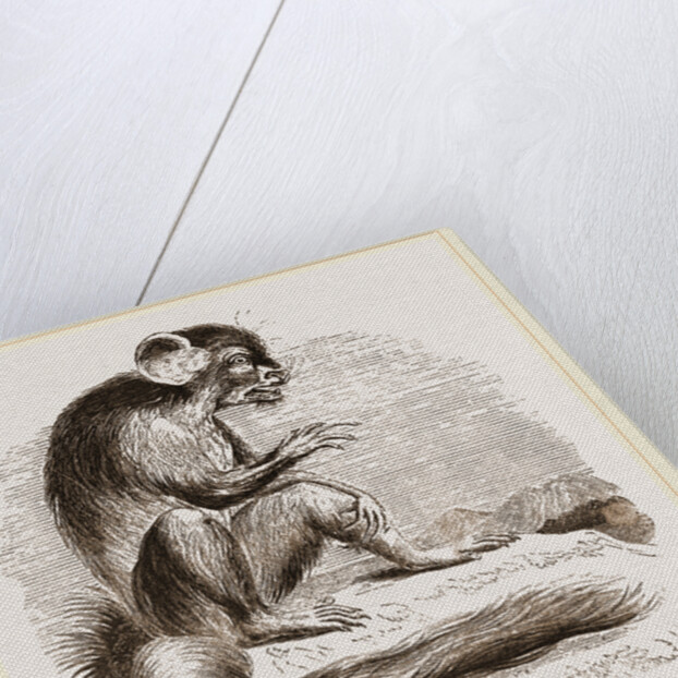 Aye Aye by Anonymous