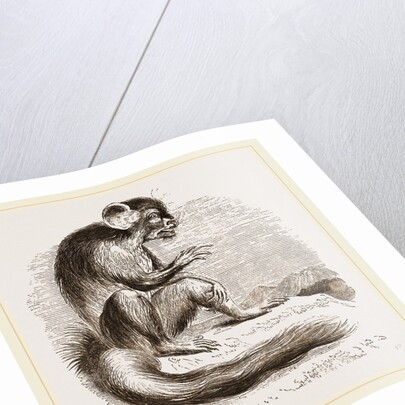 Aye Aye by Anonymous