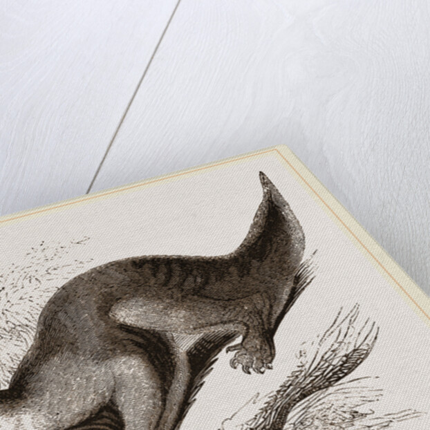 Colugo by Anonymous