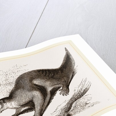 Colugo by Anonymous