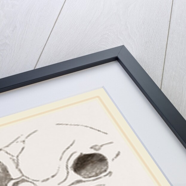 Base of Skull Moholi and Lower Jaw natural size by Anonymous