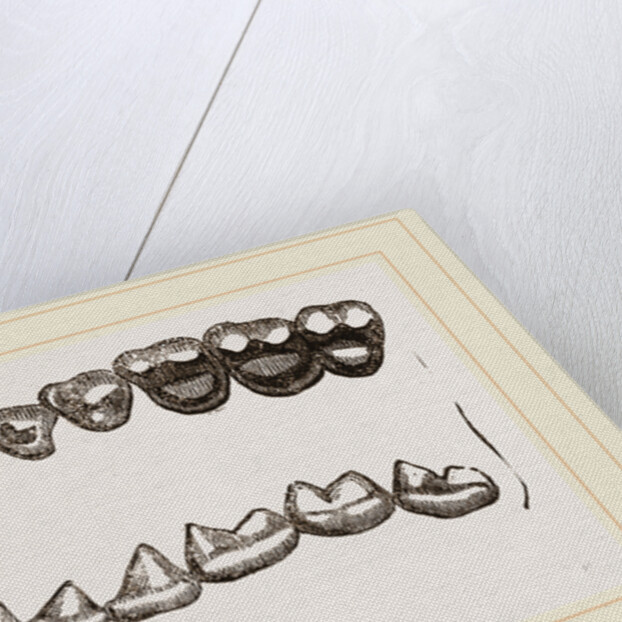 Teeth of Tarsiers by Anonymous