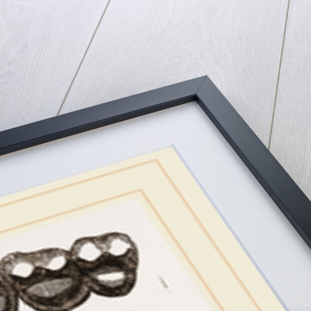 Teeth of Tarsiers by Anonymous