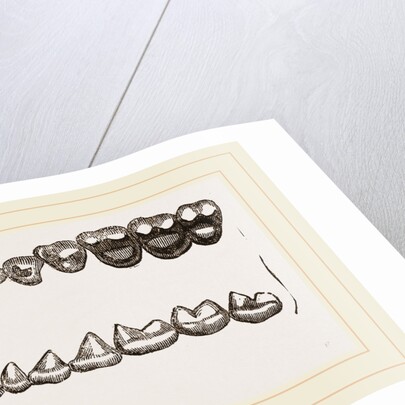 Teeth of Tarsiers by Anonymous