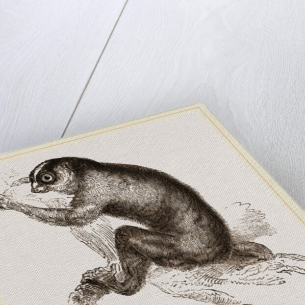 Slow-paced Loris by Anonymous