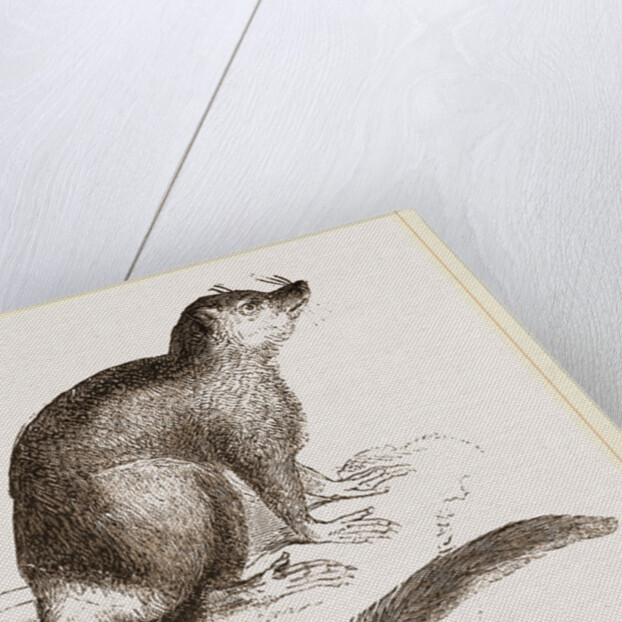 Flocky Lemur by Anonymous