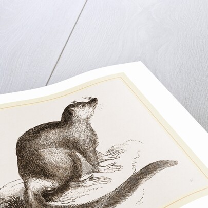 Flocky Lemur by Anonymous