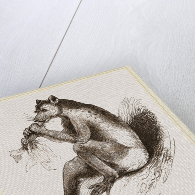 Short-tailed Indris by Anonymous