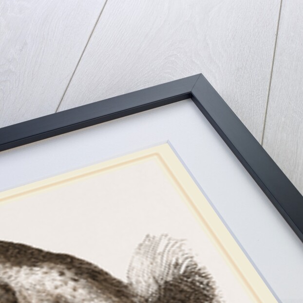 Short-tailed Indris by Anonymous