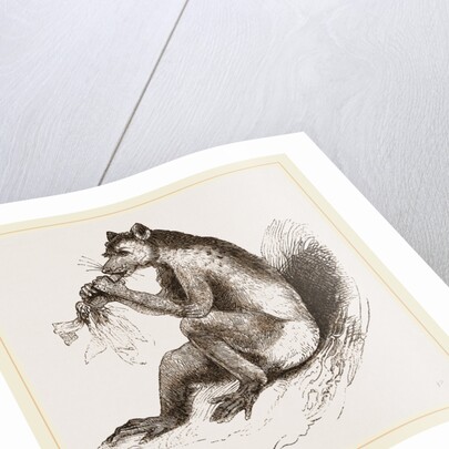 Short-tailed Indris by Anonymous