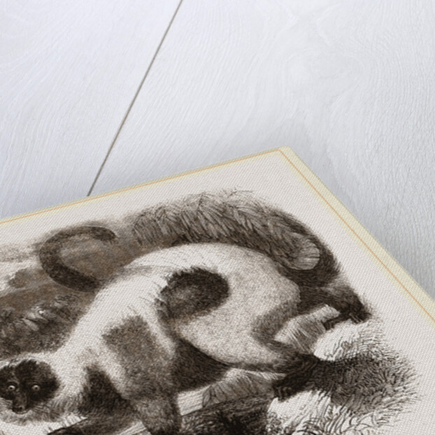 Ruffed Lemur by Anonymous