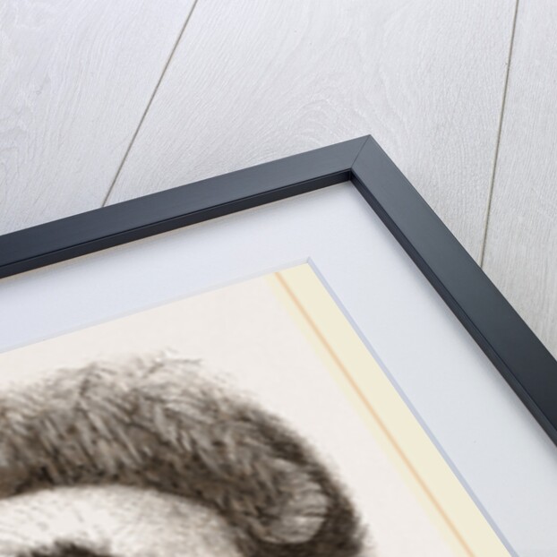 Ruffed Lemur by Anonymous