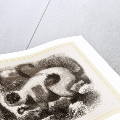 Ruffed Lemur by Anonymous