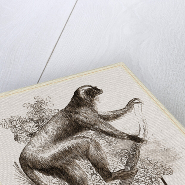 Diadem lemur by Anonymous