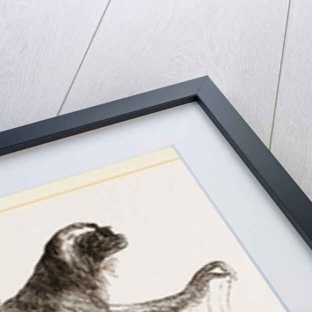 Diadem lemur by Anonymous