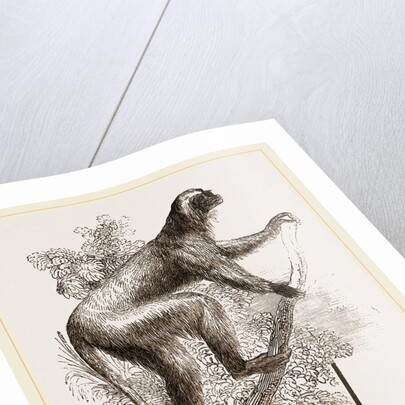 Diadem lemur by Anonymous