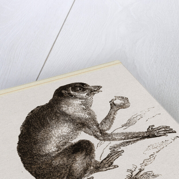 Slender Loris by Anonymous