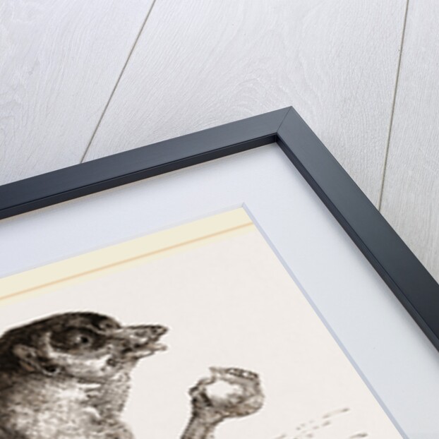 Slender Loris by Anonymous