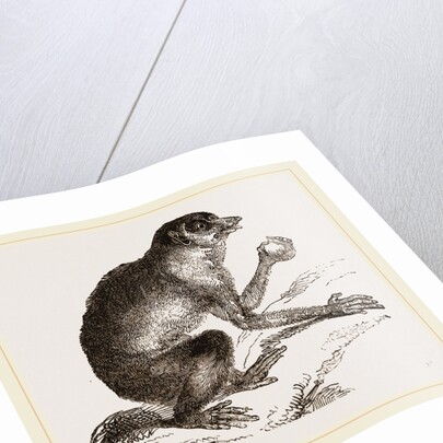 Slender Loris by Anonymous