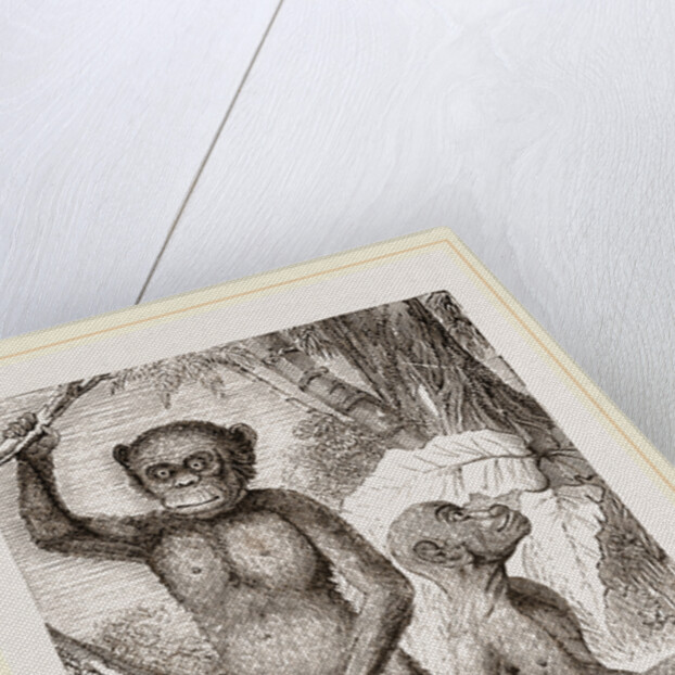 The Chimpanzee by Anonymous