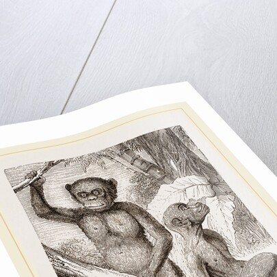 The Chimpanzee by Anonymous