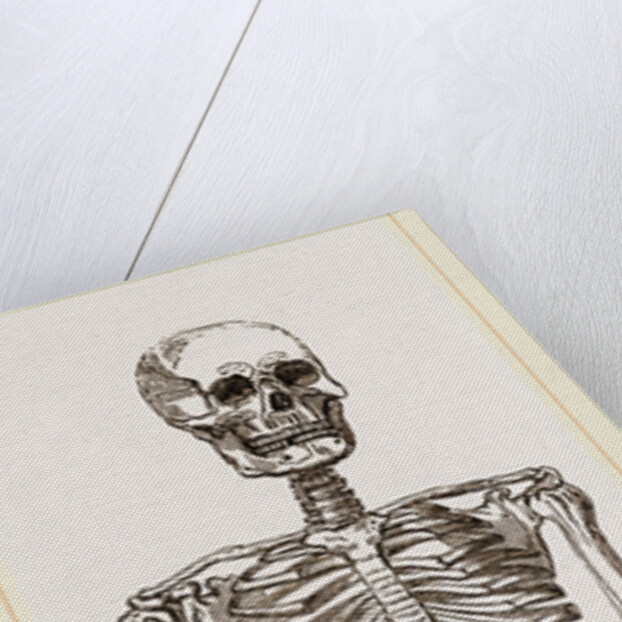 Skeleton of Man by Anonymous