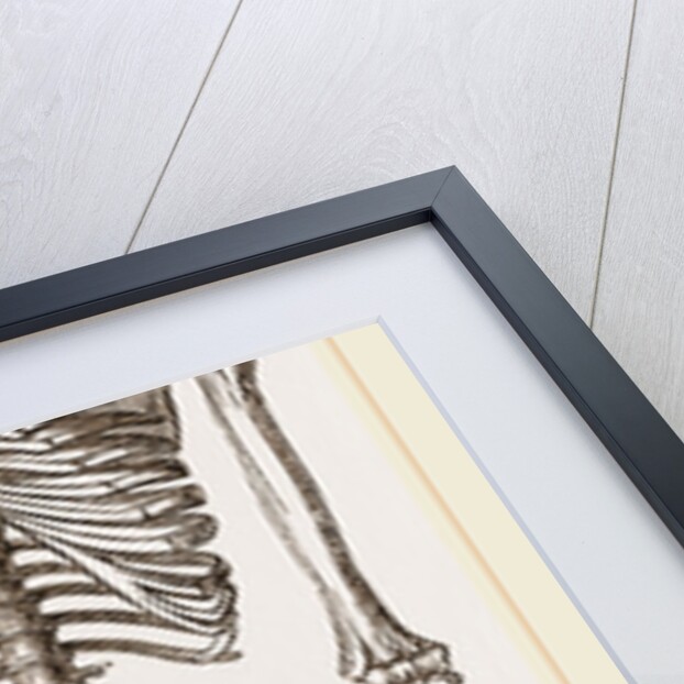 Skeleton of Man by Anonymous