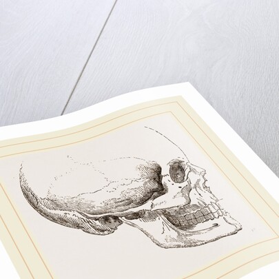 Human Skull by Anonymous