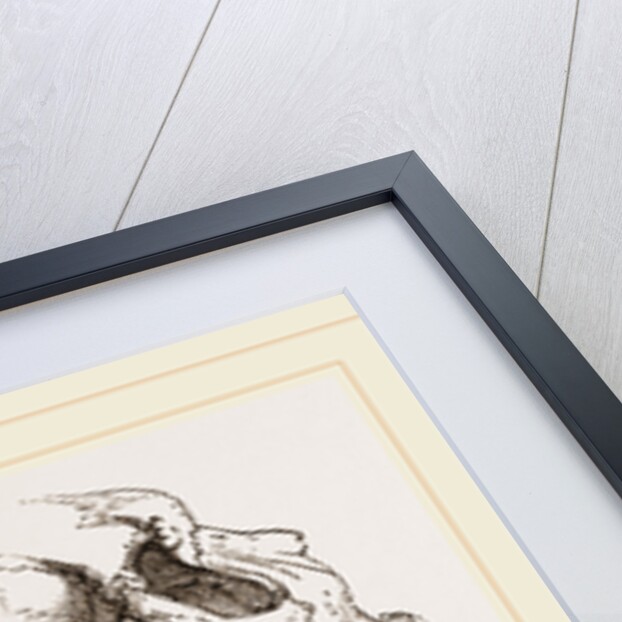 Skull of Human Idiot by Anonymous