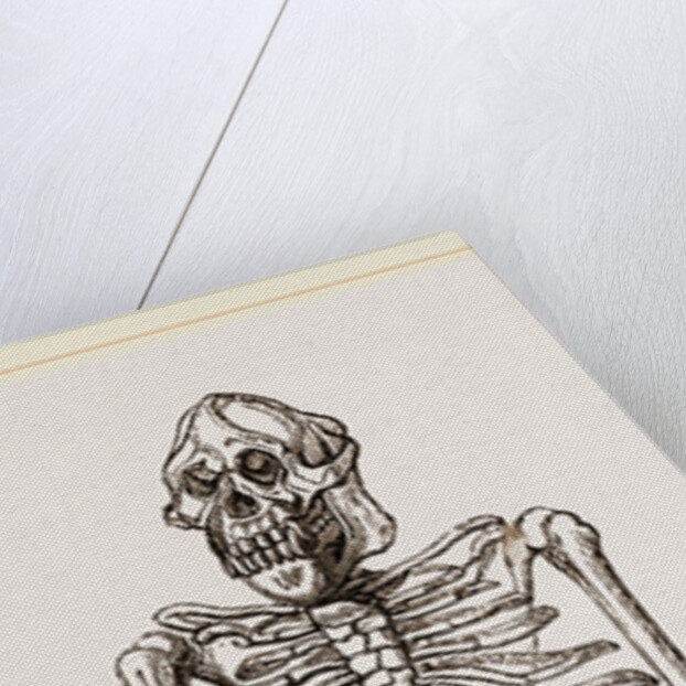 Skeleton of Orang-Outan by Anonymous