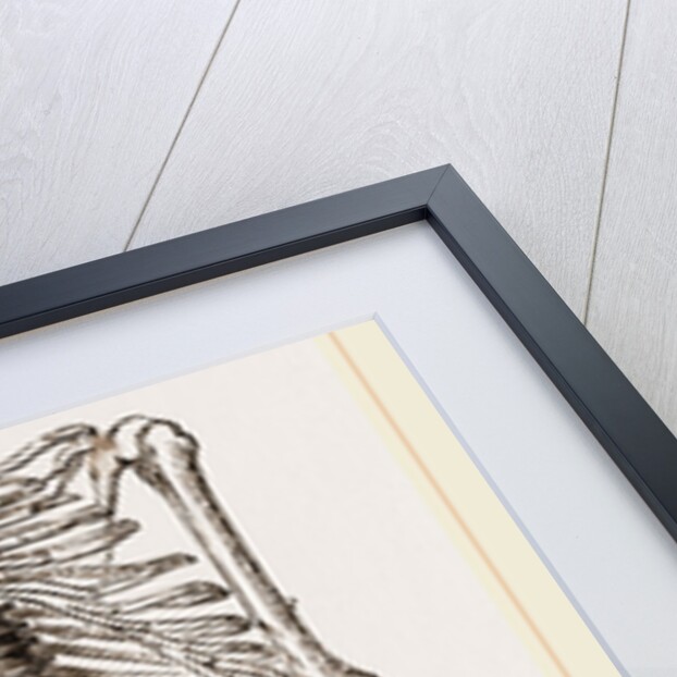 Skeleton of Orang-Outan by Anonymous