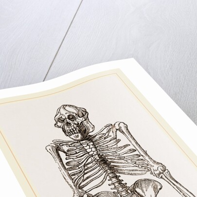 Skeleton of Orang-Outan by Anonymous