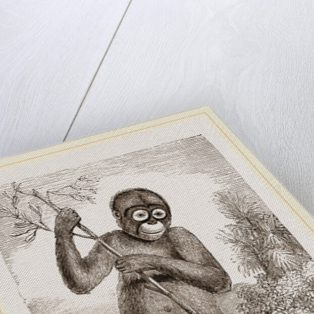 Orang-Outan by Anonymous