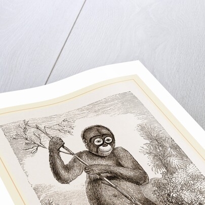 Orang-Outan by Anonymous